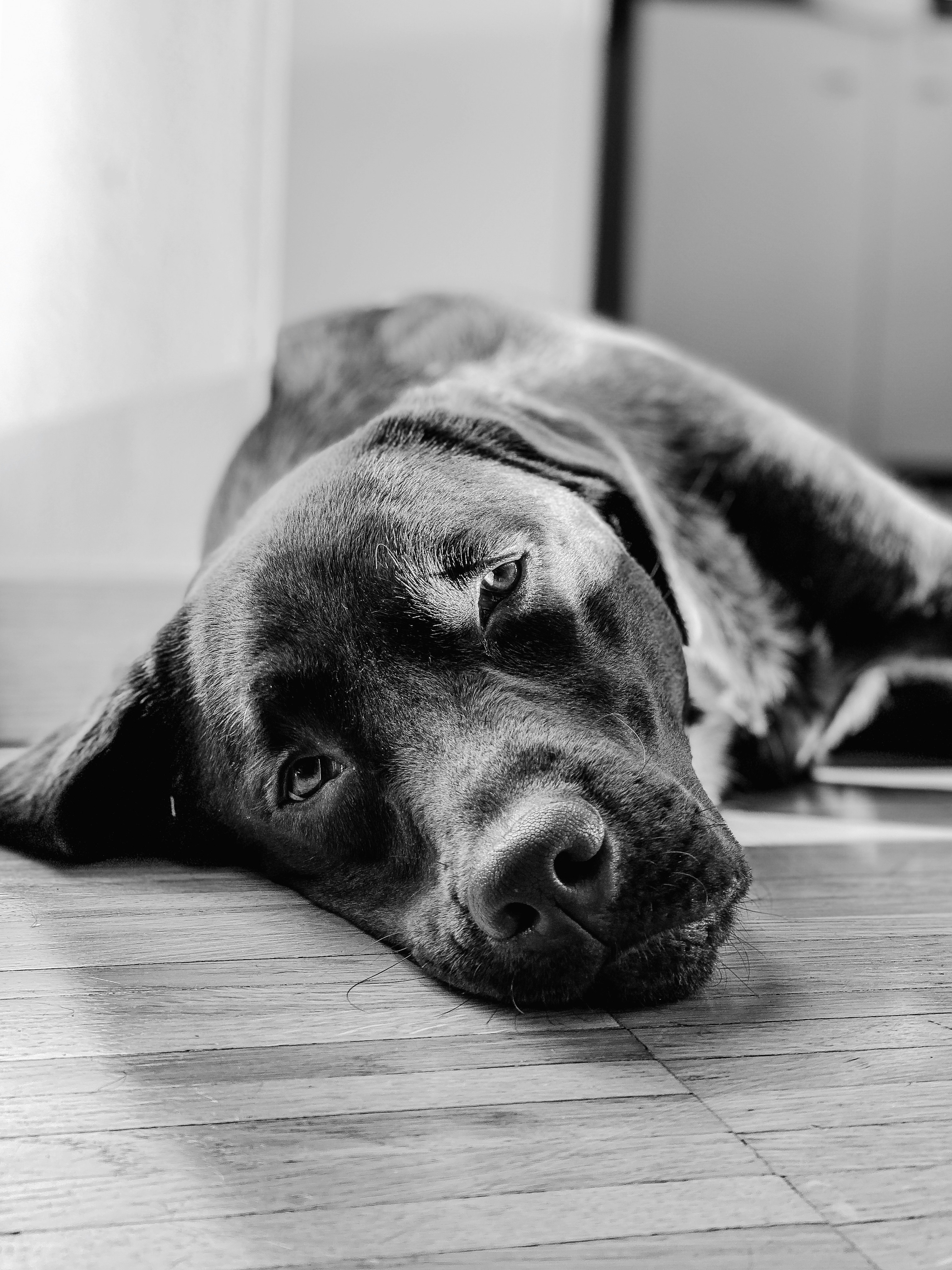 grayscalee photo of dog lying on floor